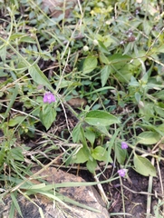 Dicliptera peduncularis