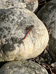 Sympetrum vulgatum