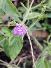 Dicliptera peduncularis