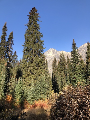 Engelmann spruce (Picea engelmannii)