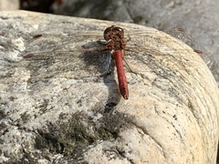 Sympetrum vulgatum