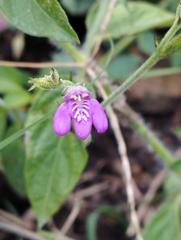 Dicliptera peduncularis
