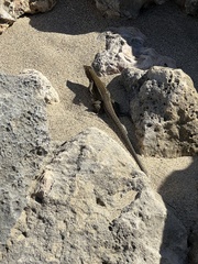 Pholidoscelis exsul