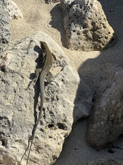 Pholidoscelis exsul