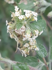 Misumenoides formosipes