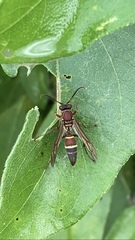 Polistes stabilinus