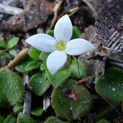 Houstonia procumbens