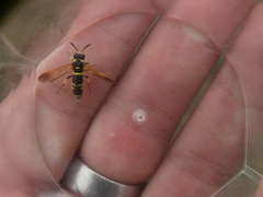 Tenthredo marginella