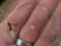 Tenthredo marginella