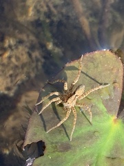 Pardosa