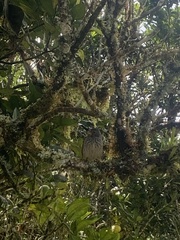 Camarhynchus parvulus