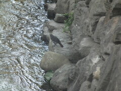 Phoenicurus fuliginosus