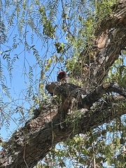 Sphyrapicus ruber