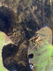 Pardosa