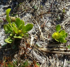 Polygala nana