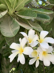 Plumeria