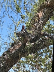 Sphyrapicus ruber