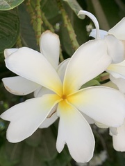 Plumeria