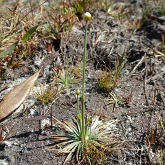 Syngonanthus flavidulus