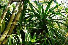 Pandanus macrostigma