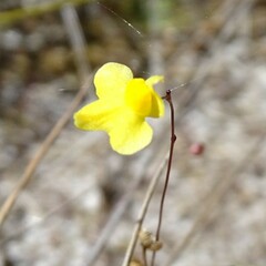 Utricularia subulata