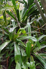 Pandanus macrostigma
