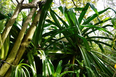 Pandanus macrostigma