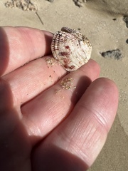 Lamarcka imbricata