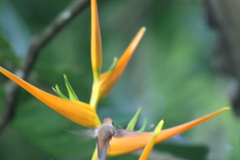 Phaethornis longirostris