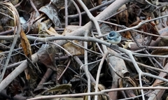 Rhipidura javanica