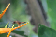 Phaethornis longirostris