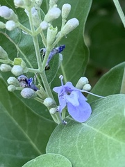 Vitex trifolia