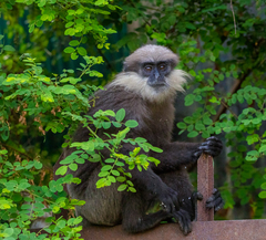 Semnopithecus vetulus vetulus