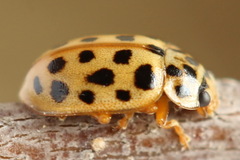 Anisosticta novemdecimpunctata