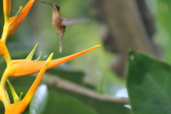 Phaethornis longirostris