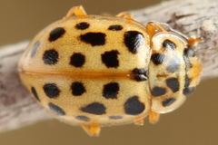 Anisosticta novemdecimpunctata