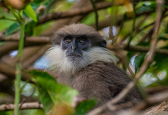 Semnopithecus vetulus vetulus