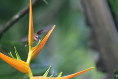 Phaethornis longirostris