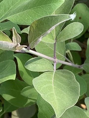 Vitex trifolia