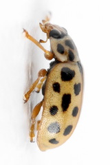 Anisosticta novemdecimpunctata