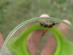 Tenthredo marginella