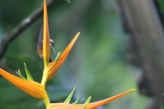 Phaethornis longirostris