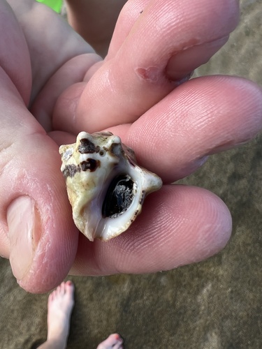 Deltoid Rock Shell