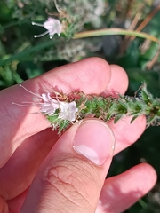 Echium italicum