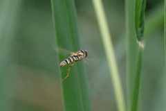 Ischiodon scutellaris