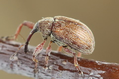 Anthonomus pinivorax