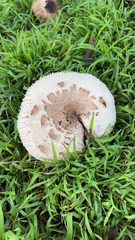 Chlorophyllum molybdites