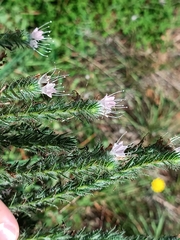 Echium italicum