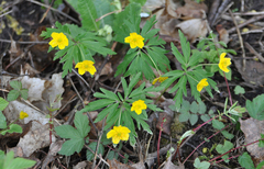 Anemonoides ranunculoides