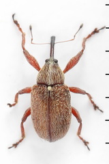 Anthonomus pinivorax